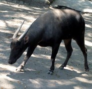 Anoa