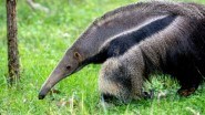 Anteater