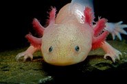 Axolotl