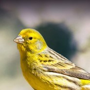 Canary