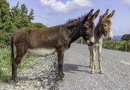 Donkey
