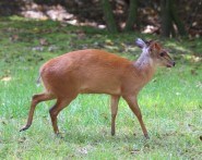 Duiker
