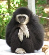 Gibbon