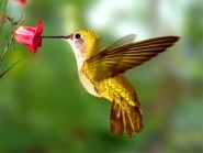 Hummingbird