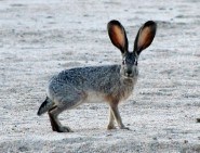 Jackrabbit