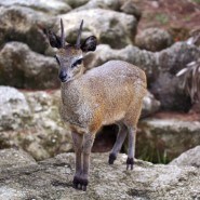 Klipspringer