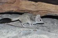 Kowari