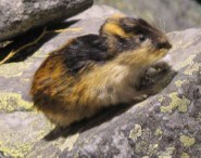 Lemming