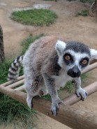 Lemur!