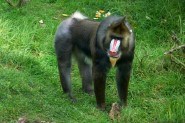 Mandrill