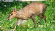 Muntjac