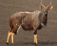 Nyala