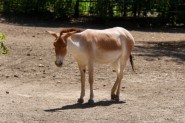 Onager