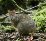 Pademelon