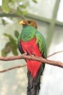 Quetzal