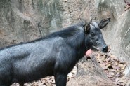 Serow
