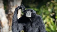 Siamang