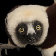 Sifaka