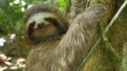 Sloth