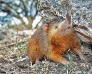 Solenodon