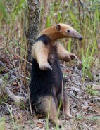 Tamandua
