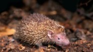 Tenrec