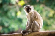 Vervet