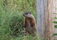Woodchuck