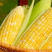 Corn