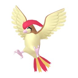 Pidgeotto Pokemon